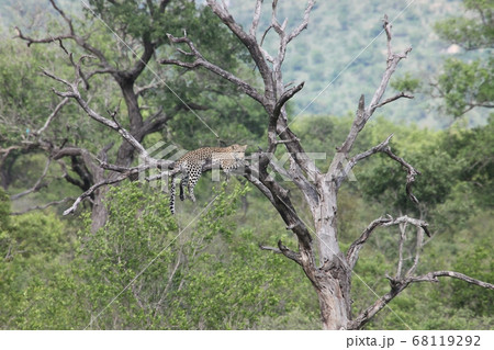 African leopard in the tree 68119292