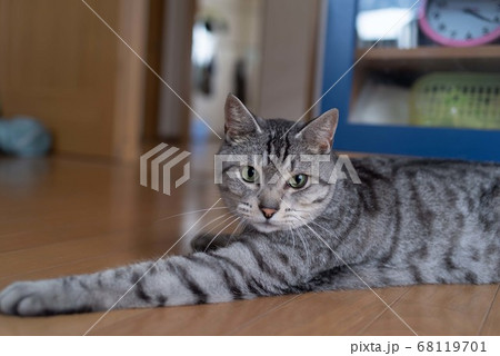 見つめる猫 サバトラ猫 見つめる猫 サバトラ猫 68119701