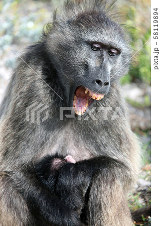 Female baboon with baby yawns. Africa. Female baboon with baby yawns. Africa. 68119894