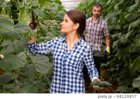 Woman harvesting fresh green cucumbers in farm glasshouse 68120857