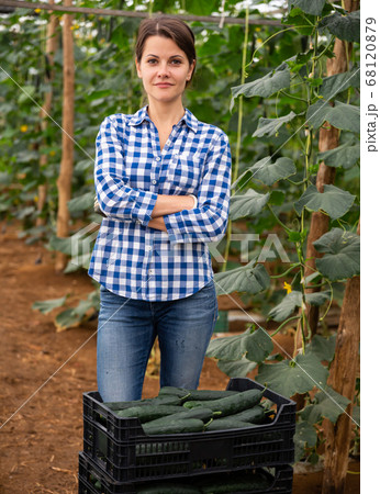 Portrait of woman engaged cucumbers in cultivation in glasshouse 68120879