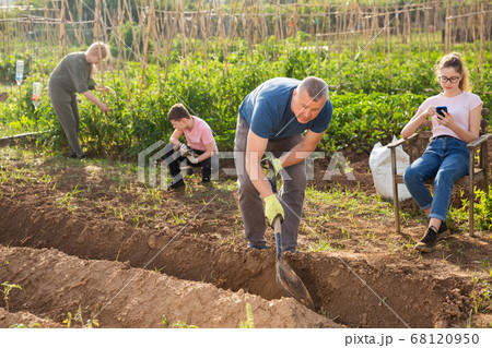 Man gardener digging soil in vegetable garden 68120950