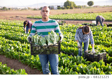 Farmer holding box with picked swiss chard Farmer holding box with picked swiss chard 68121225