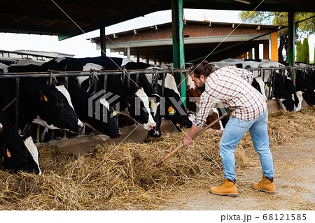 Young bearded farmer working in cowshed, engaged in breeding of milking Holstein cows 68121585