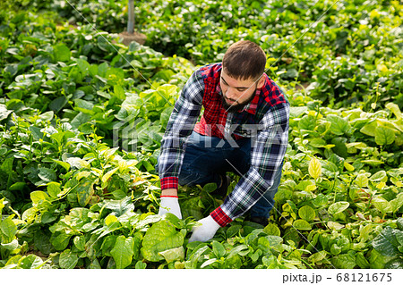 Worker supervising growth of young houseplants Worker supervising growth of young houseplants 68121675