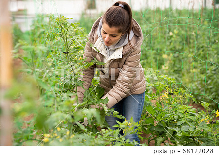 Female owner of greenhouse engaged in cultivation of tomatoes Female owner of greenhouse engaged in cultivation of tomatoes 68122028