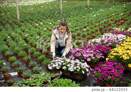 Female florist arranging potted Dimorphotheca 68122035