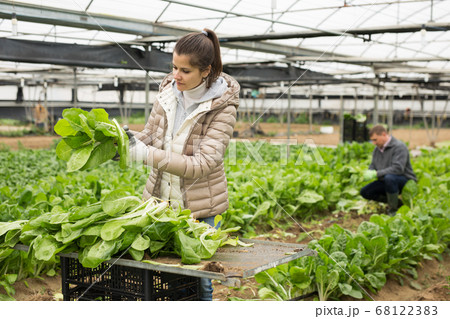 Successful male and female gardeners with spinach in a greenhouse Successful male and female gardeners with spinach in a greenhouse 68122383