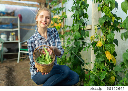 Female holding armful of broad beans Female holding armful of broad beans 68122663