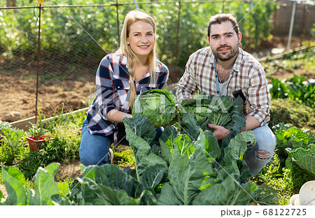 Gardeners checking cabbage Gardeners checking cabbage 68122725