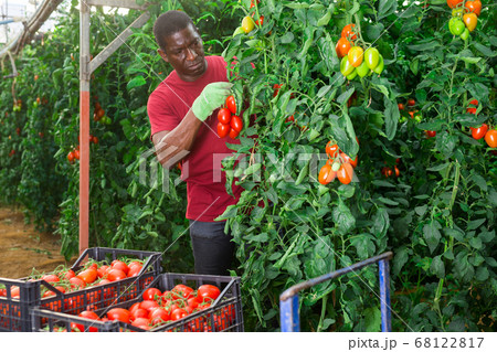 Positive african american man harvesting ripe red tomatoes 68122817