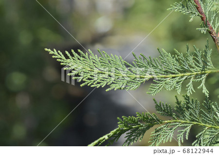 Leyland cypress Leyland cypress 68122944