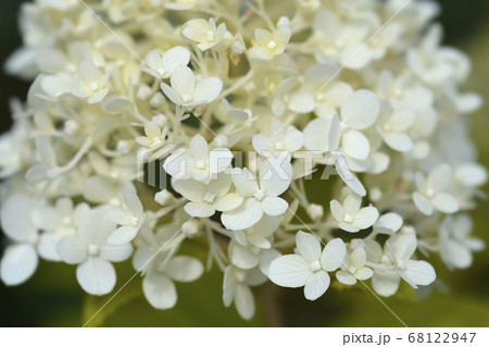 Paniculate hydrangea Paniculate hydrangea 68122947