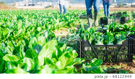 Picked chard in plastic container on field 68122949