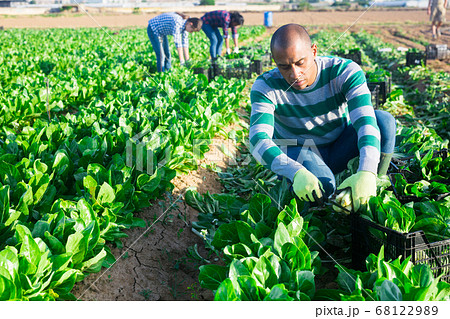 Latino male farmer picking chard on field 68122989