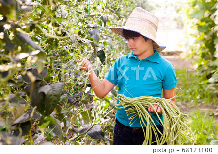 Little boy picking harvest of chinese vigna in sunny garden at farm Little boy picking harvest of chinese vigna in sunny garden at farm 68123100