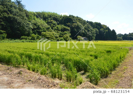 田んぼ（佐渡島／新潟県佐渡市） 68123154