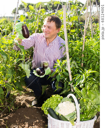 Male farmer harvesting ripe eggplant in the garden 68124001