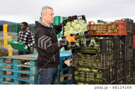 Experienced farmer working on vegetable farm, stacking plastic boxes with freshly harvested artichokes 68124169