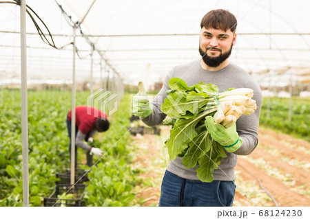 Successful young horticulturist with green chard Successful young horticulturist with green chard 68124230