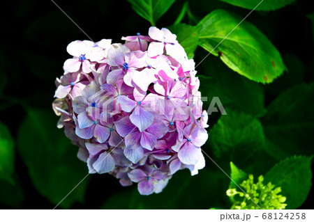 カラフルな紫陽花 カラフルな紫陽花 68124258