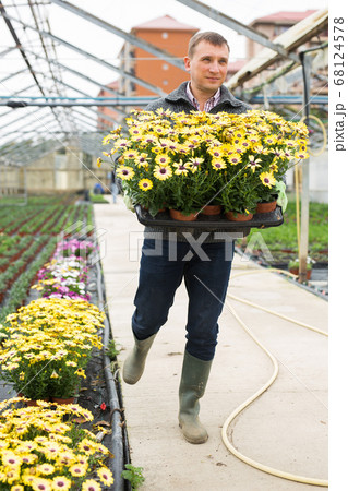 Man gardener holding flowers dimorphotheca in greenhouse Man gardener holding flowers dimorphotheca in greenhouse 68124578