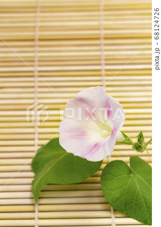 朝顔_夏の到来を告げる伝統の花 朝顔_夏の到来を告げる伝統の花 68124726