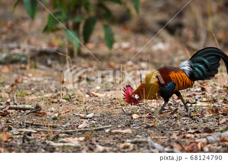 Red junglefowl or Gallus gallus colorful bird during safari at kanha national park or tiger reserve madhya pradesh india 68124790