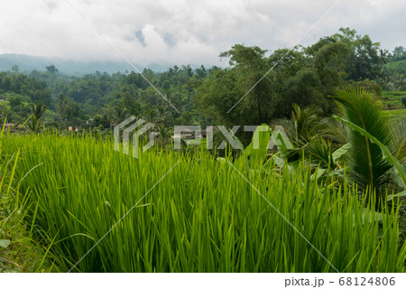 View of Jatiluwih 68124806