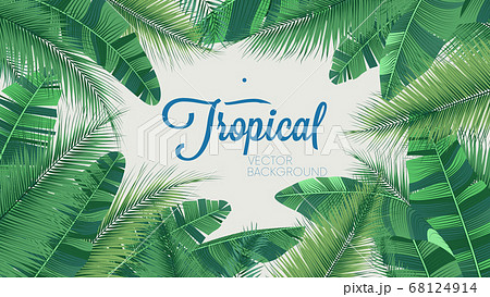 Vector tropical botanical plants, background with leaves of coconut and banana 68124914
