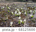 ミズバショウ群生 68125600