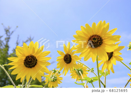 馬見丘陵公園　ひまわり　夏 68125695