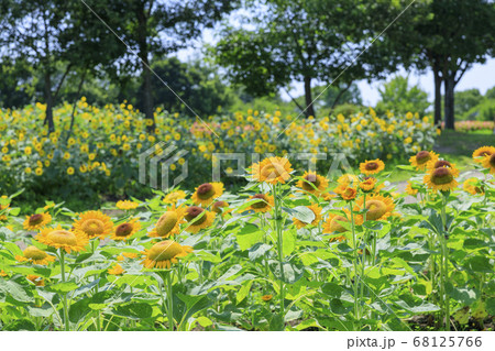 馬見丘陵公園 ひまわり 夏 馬見丘陵公園 ひまわり 夏 68125766