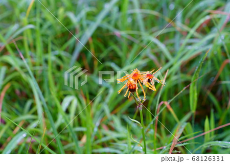 コウリンカ コウリンカ 68126331