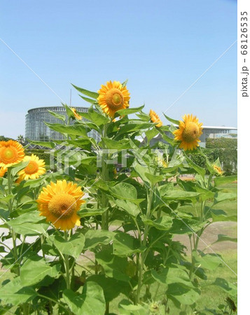 夏の花といえば黄色いヒマワリ 夏の花といえば黄色いヒマワリ 68126535