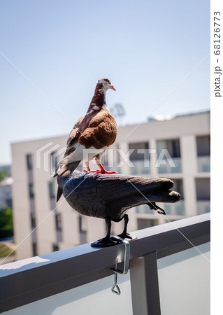 Red white pigeon sitting on a plastic crow 68126773