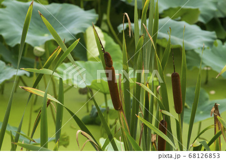 植物 ガマ 韓国 68126853
