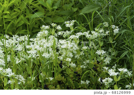 花 植物 自然 68126999