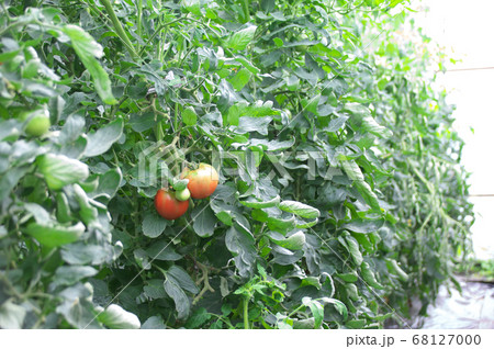 ハウス栽培のトマト 68127000