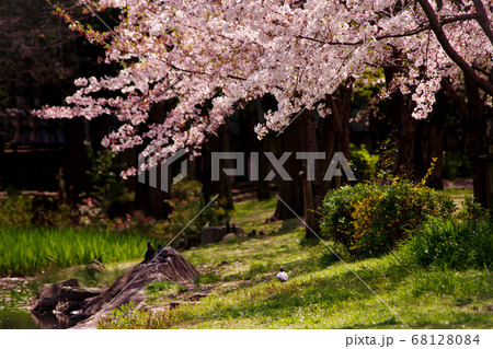 鳩のいる桜咲く風景 68128084