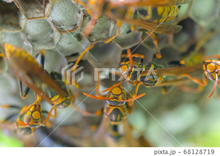 巣作りをしているあしなが蜂 68128719