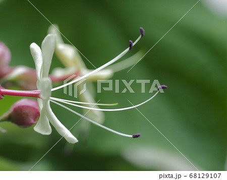 クサギの美しい蕊と花びら クサギの美しい蕊と花びら 68129107