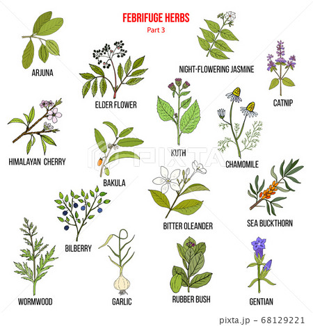 Febrifuge herbs collection. Part 3 68129221