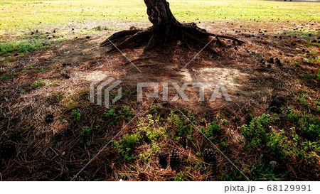 シルエットが印象的な木の根元 68129991