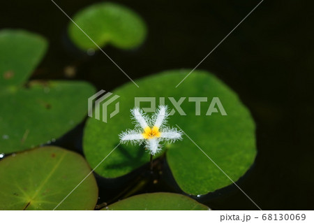 8月 調布402ガガブタ・ミツガシワ科・神代植物公園 8月 調布402ガガブタ・ミツガシワ科・神代植物公園 68130069