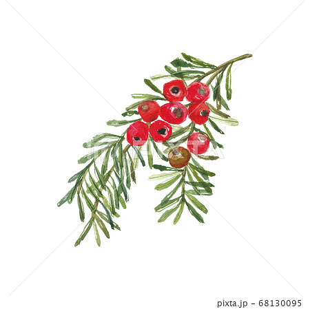 イチイの実 68130095