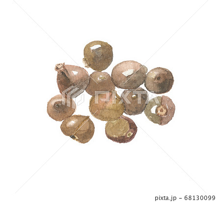 お茶の実 お茶の実 68130099