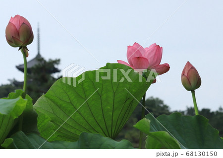 横浜三渓園の蓮と三重塔 68130150