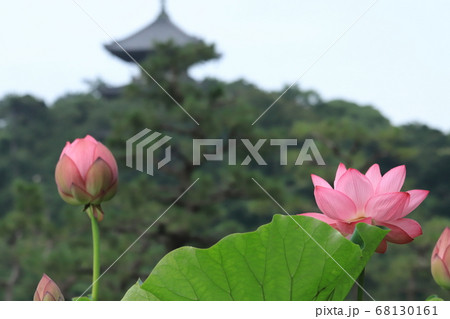 横浜三渓園の蓮と三重塔 68130161