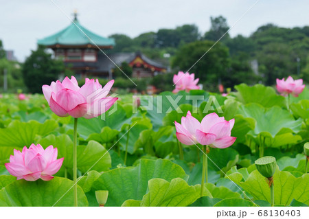 上野 不忍池の蓮の花と弁天堂 上野 不忍池の蓮の花と弁天堂 68130403